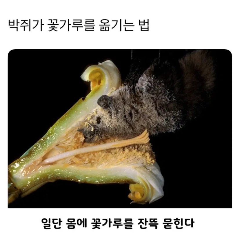 식물 생태계에서의 박쥐의 역할_1.webp