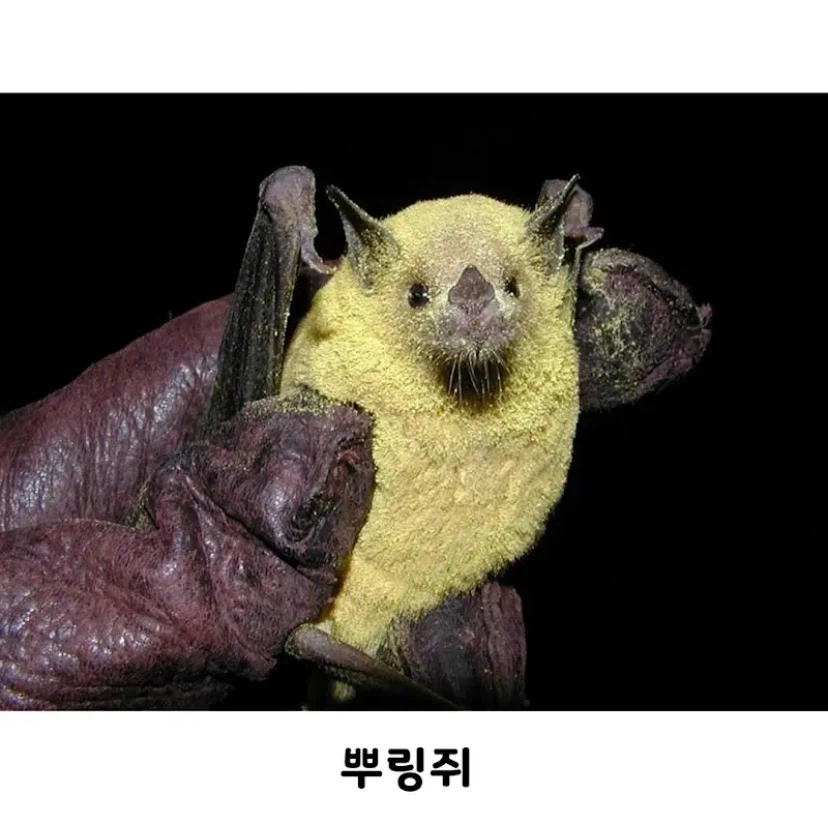 식물 생태계에서의 박쥐의 역할_2.webp