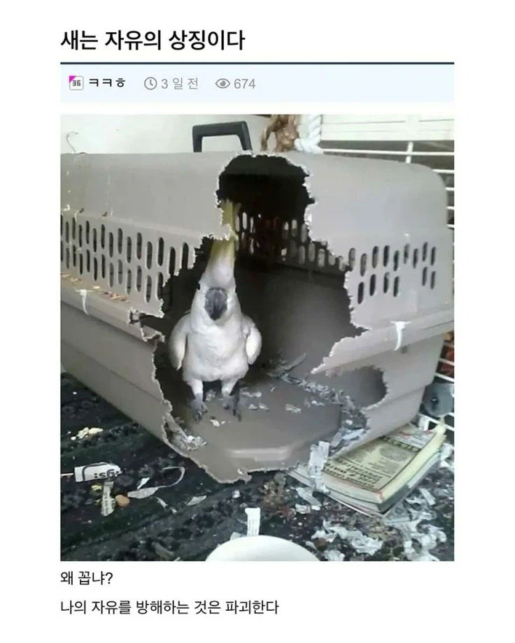 “새는 자유의 상징이다”.jpg_1.webp