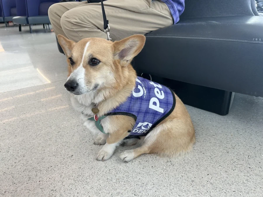공항에서 근무하는 강아지_1.webp