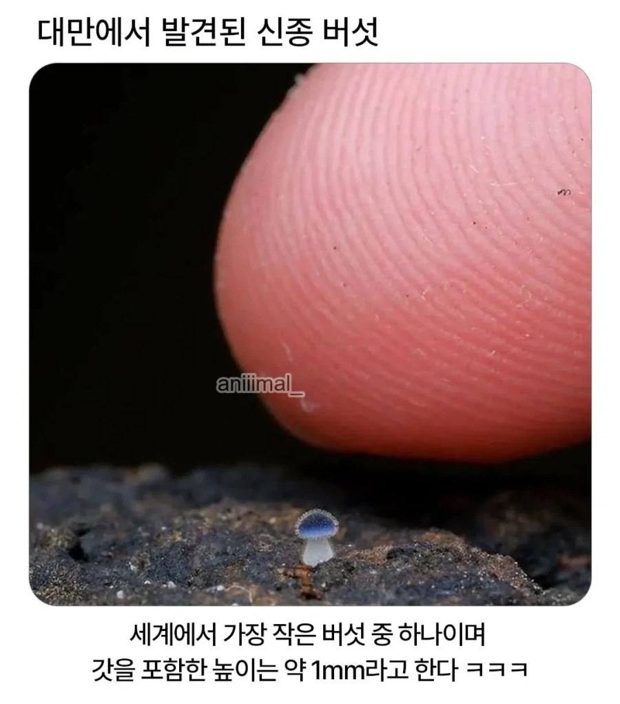 대만에서 발견된 신종버섯_1.webp