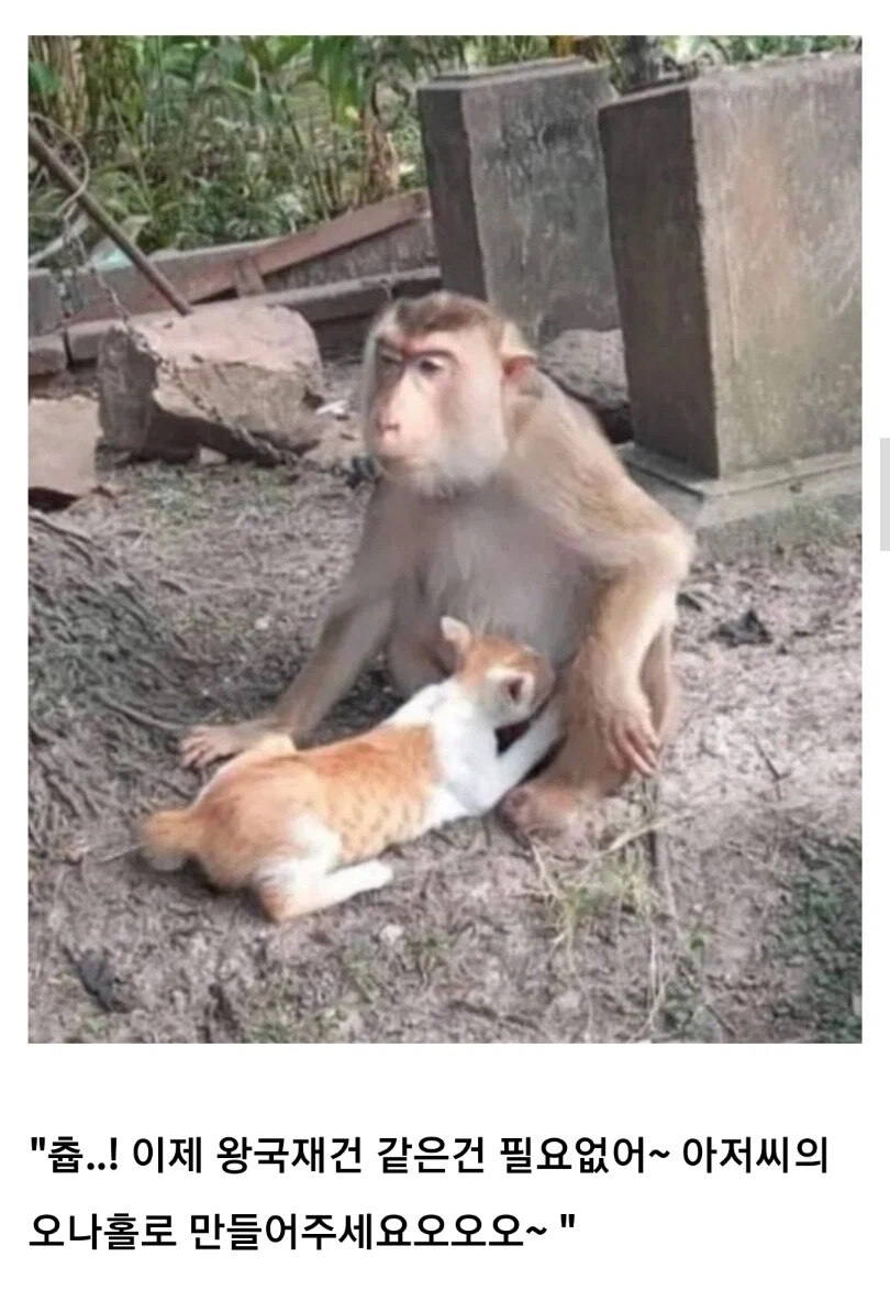 고양이와 원숭이 아저씨_2.webp