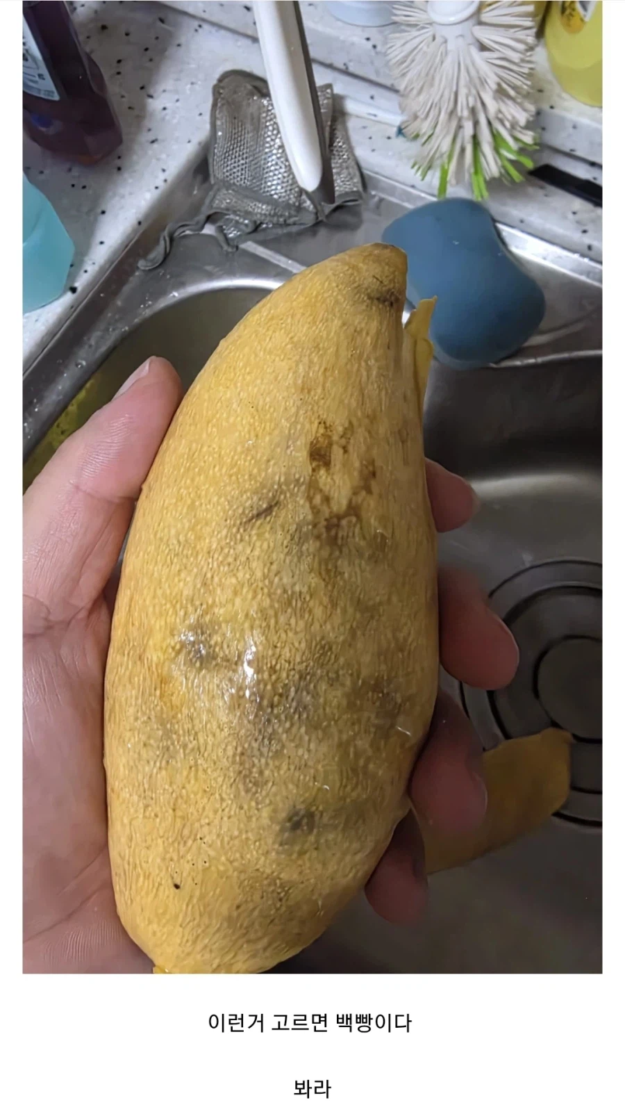 과일 팔던 디시인이 알려주는 좋은 망고 고르는 방법_2.webp