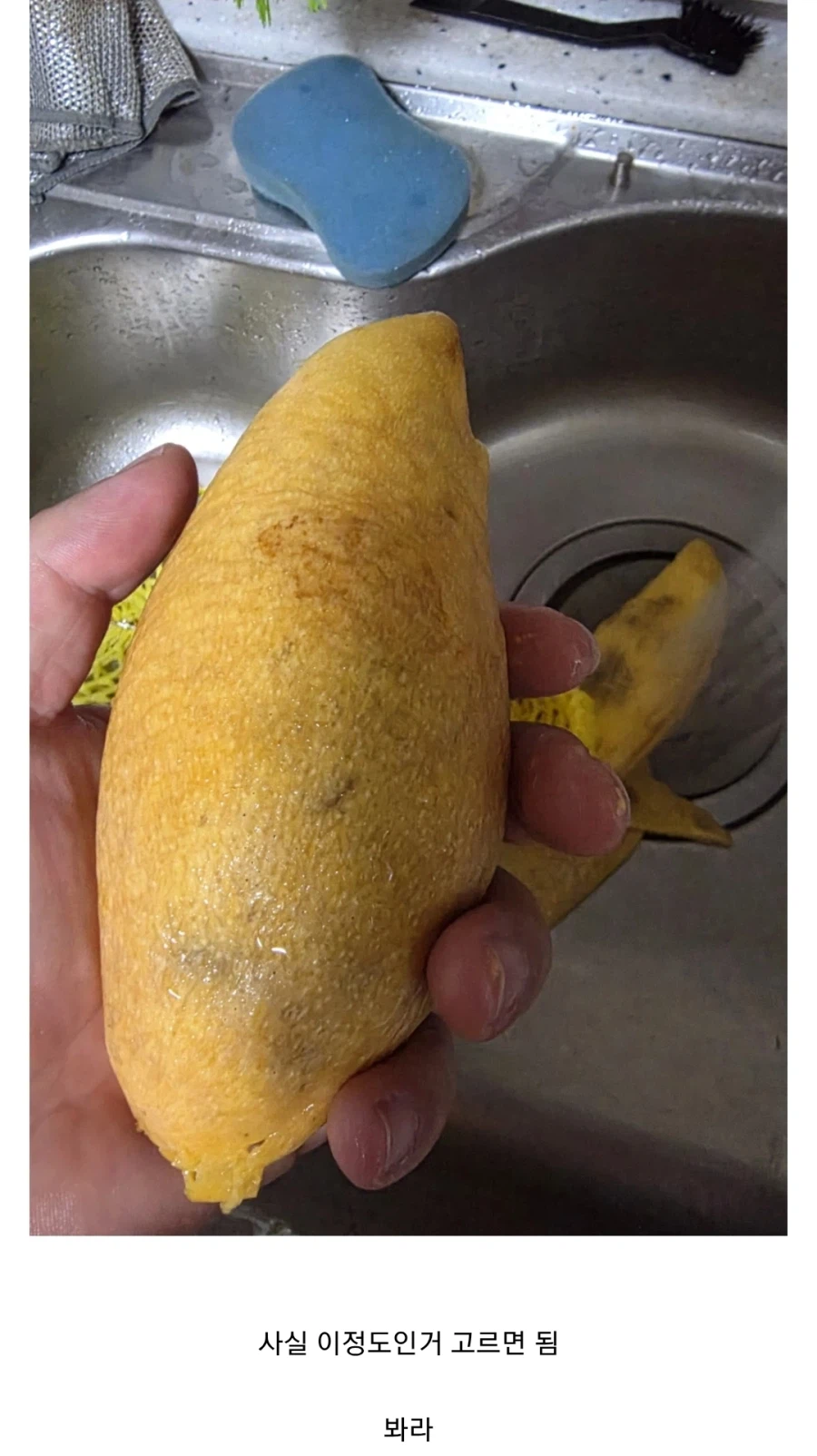 과일 팔던 디시인이 알려주는 좋은 망고 고르는 방법_5.webp