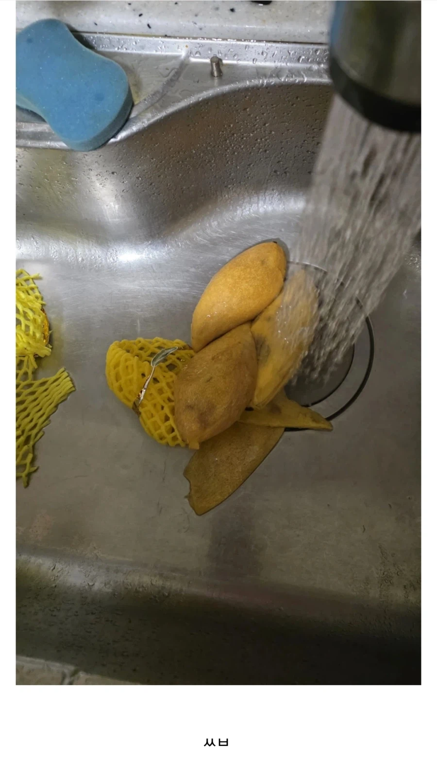 과일 팔던 디시인이 알려주는 좋은 망고 고르는 방법_7.webp