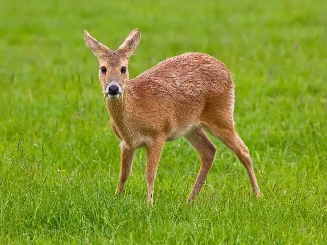 대한민국 성인 남성 중 십중팔구는 싫어할 수 밖에 없는 동물_1.webp