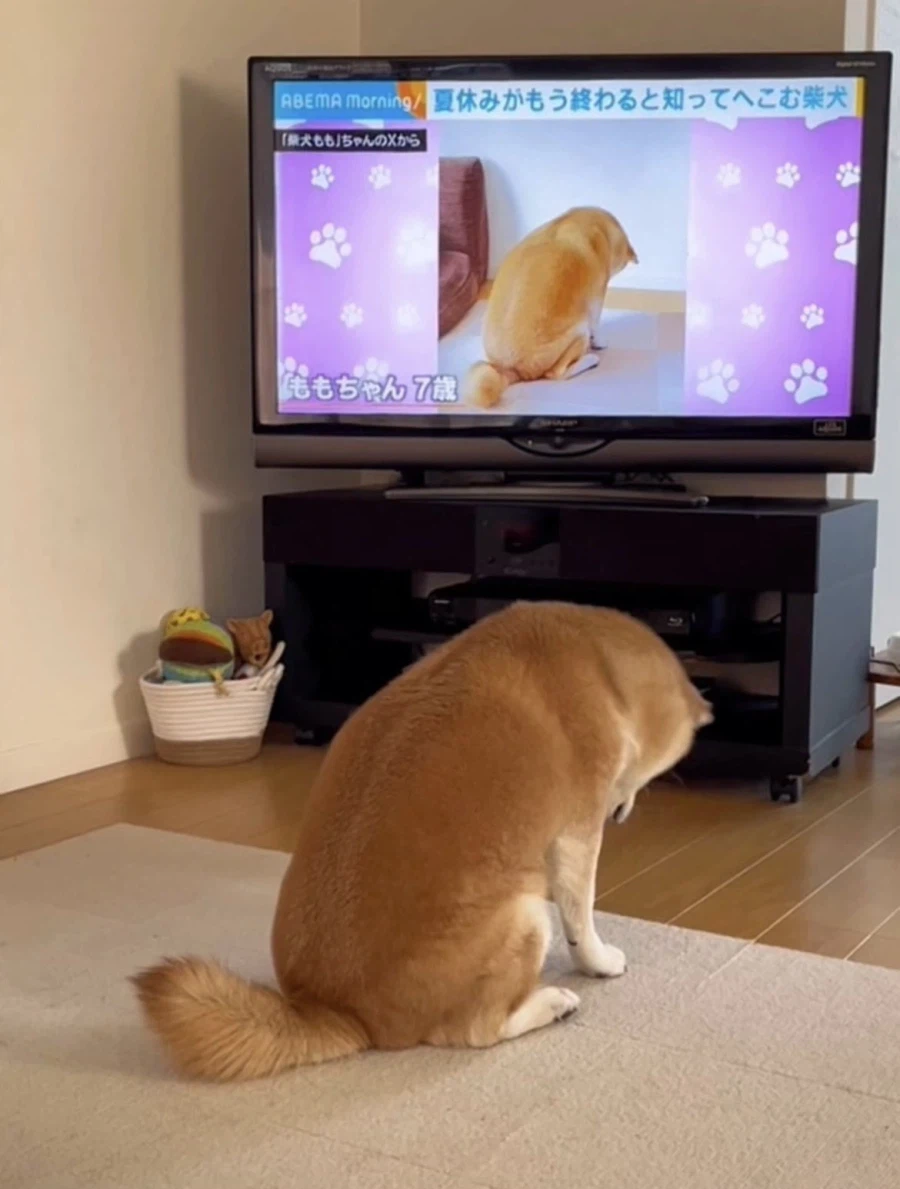 풀죽은 시바견으로 방송에 나와_1.webp