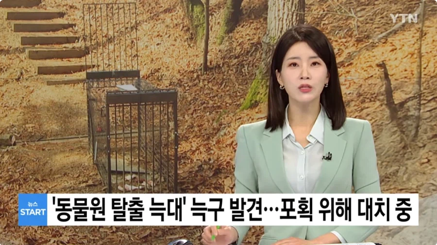 마참네 발견된 늑돌이_1.webp