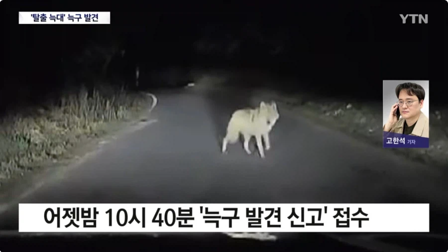 마참네 발견된 늑돌이_2.webp