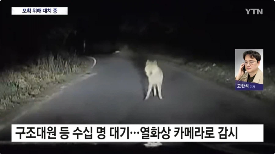 마참네 발견된 늑돌이_3.webp