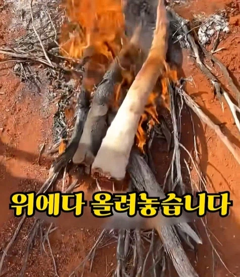 호주에서 캥거루 꼬리고기 먹는 방법_4.webp