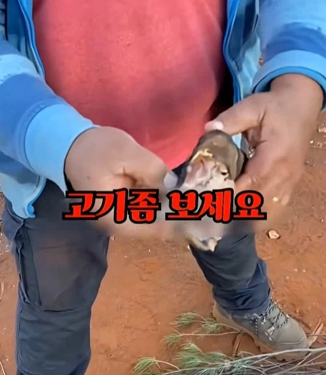 호주에서 캥거루 꼬리고기 먹는 방법_13.webp