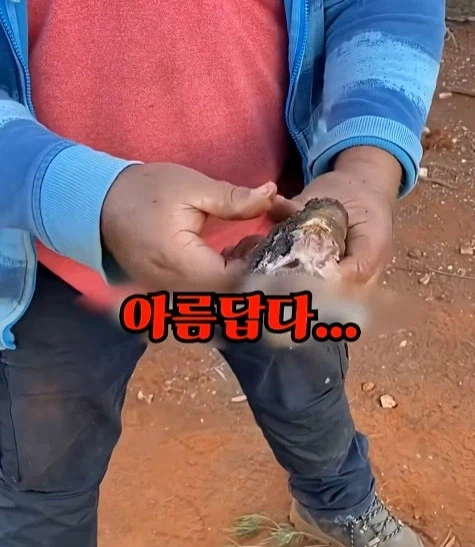 호주에서 캥거루 꼬리고기 먹는 방법_14.webp