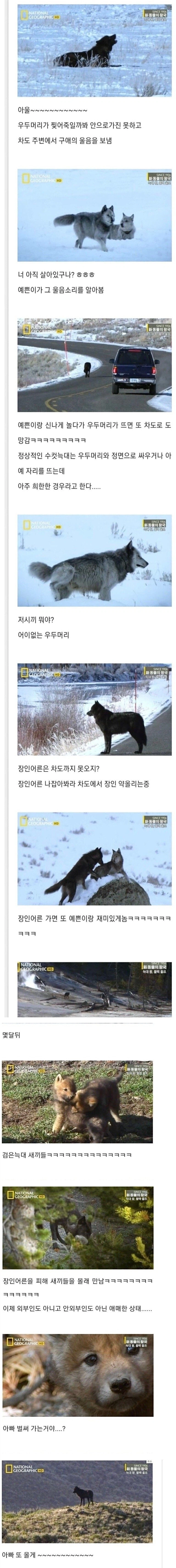 늑대왕 블랙 울프 이야기.jpg_2.webp
