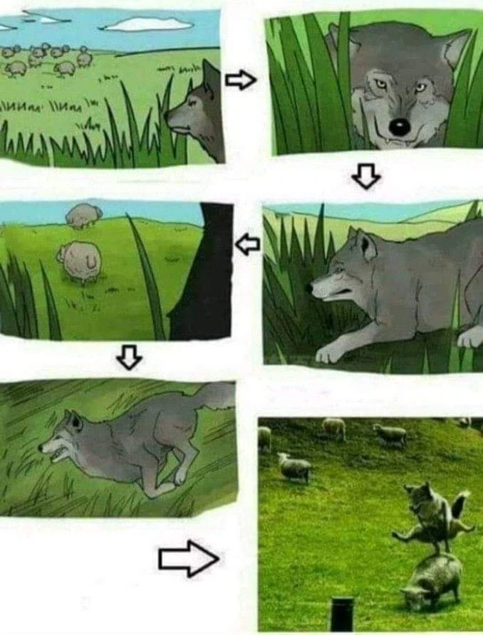 양 떼를 발견한 늑대의 습격.jpg_1.webp