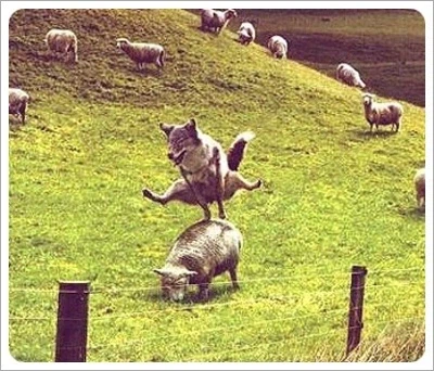 양 떼를 발견한 늑대의 습격.jpg_2.webp