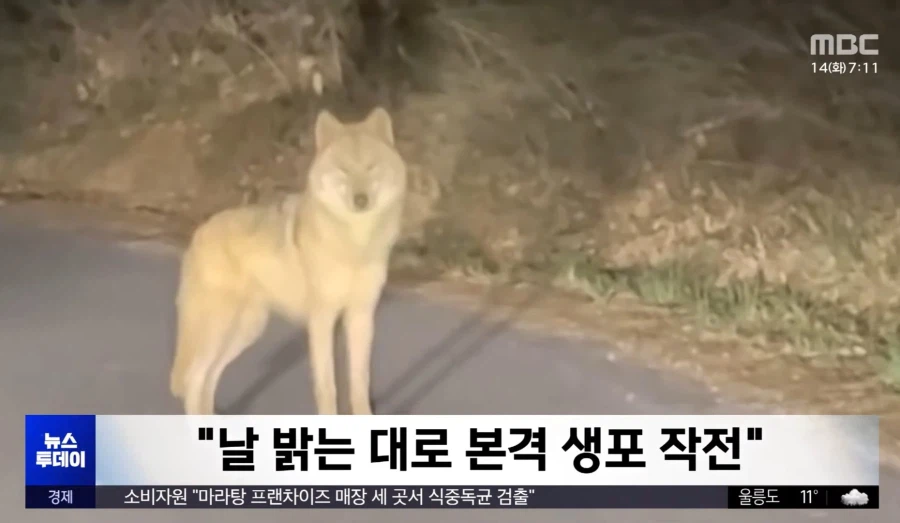 늑구 개잘생겼네 ㅋㅋㅋㅋㅋㅋㅋ_1.webp