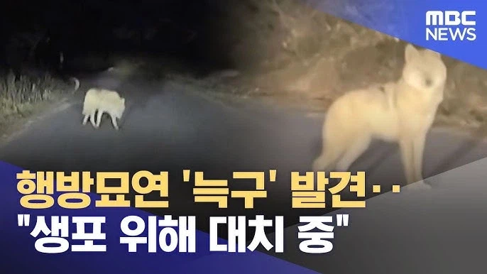 늑구가 안전하게 돌아오면 받을수 있는 해택_1.webp