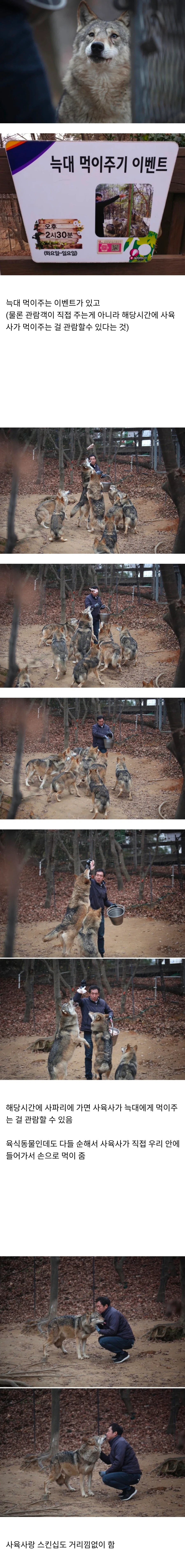 늑구가 탈출한 대전 오월드 늑대 사육장의 평범한 일상_1.webp