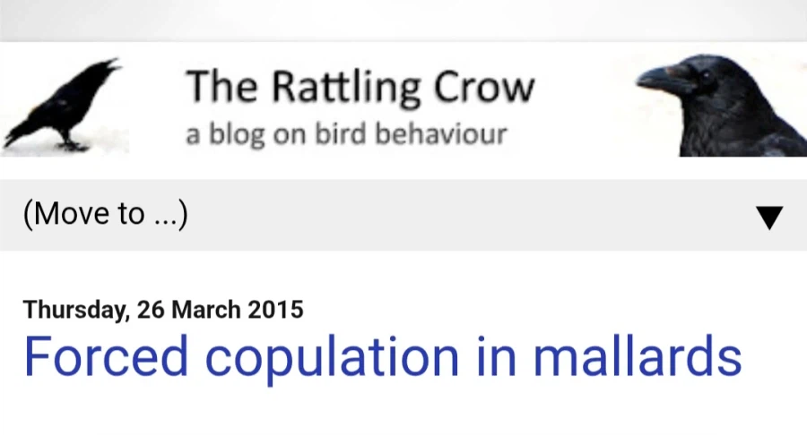 암컷을 집단으로 강-간하는 수컷 청둥오리.jpg_1.webp