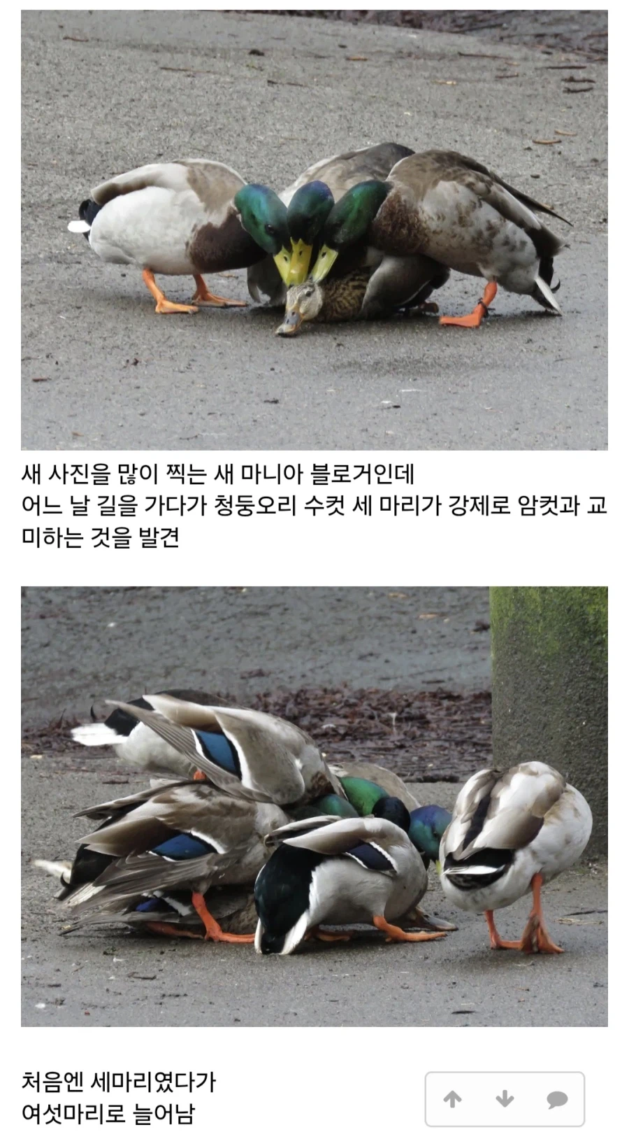 암컷을 집단으로 강-간하는 수컷 청둥오리.jpg_2.webp