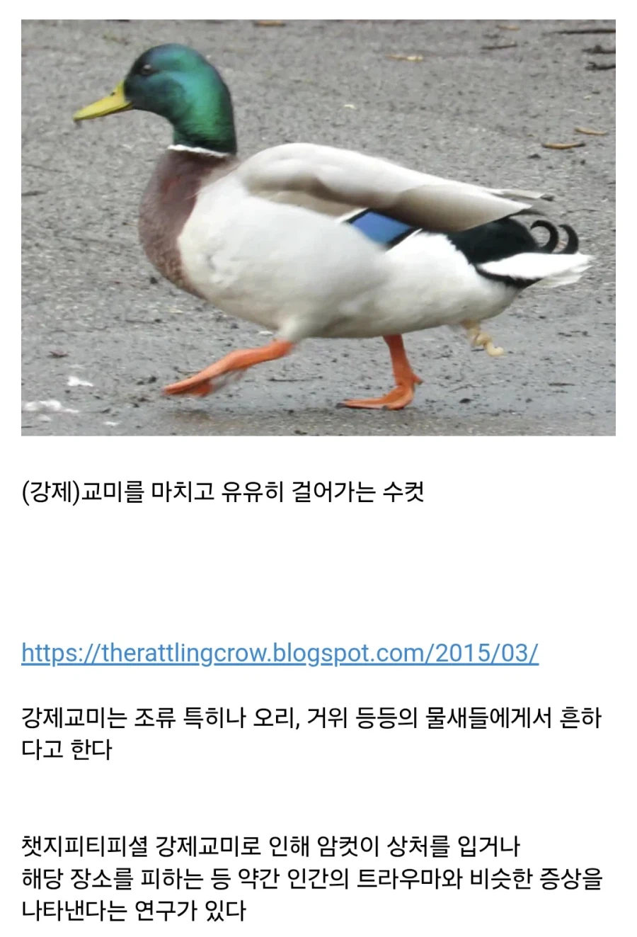 암컷을 집단으로 강-간하는 수컷 청둥오리.jpg_3.webp