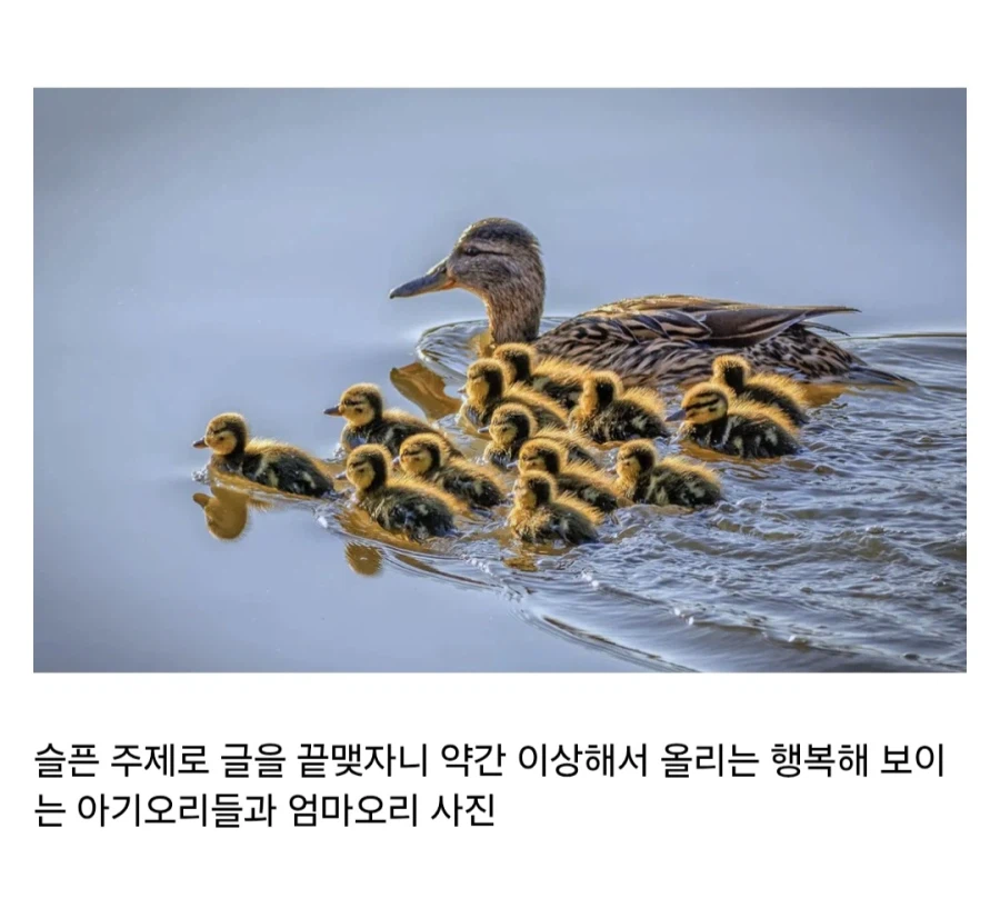 암컷을 집단으로 강-간하는 수컷 청둥오리.jpg_4.webp