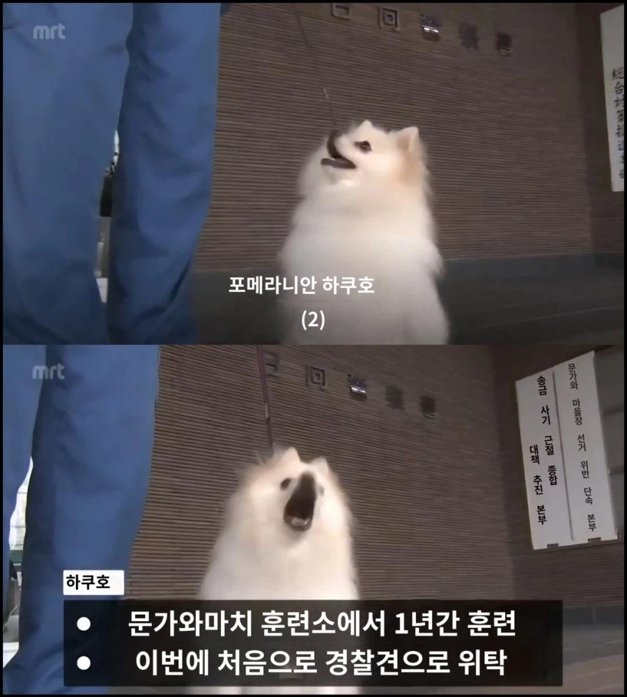 미야자키현 최초의 포메라니안 경찰견 공개_1.webp