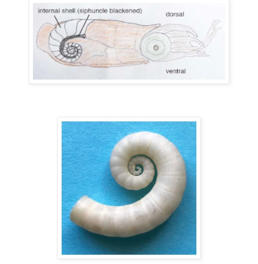 앵무조개만큼 암모나이트와 비슷한 오징어_1.webp