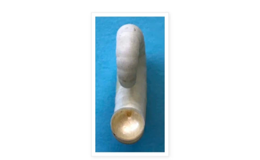 앵무조개만큼 암모나이트와 비슷한 오징어_2.webp