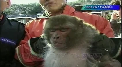 늑구 이전 동물원 탈출 대선배_1.webp