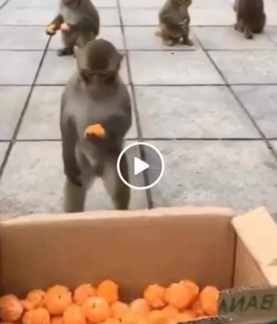 원숭이 속이는 짤_1.webp