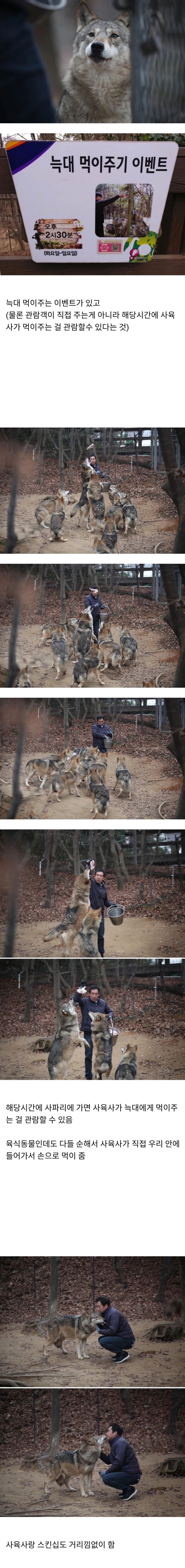 대전 오월드 늑대들 평소 모습_1.webp