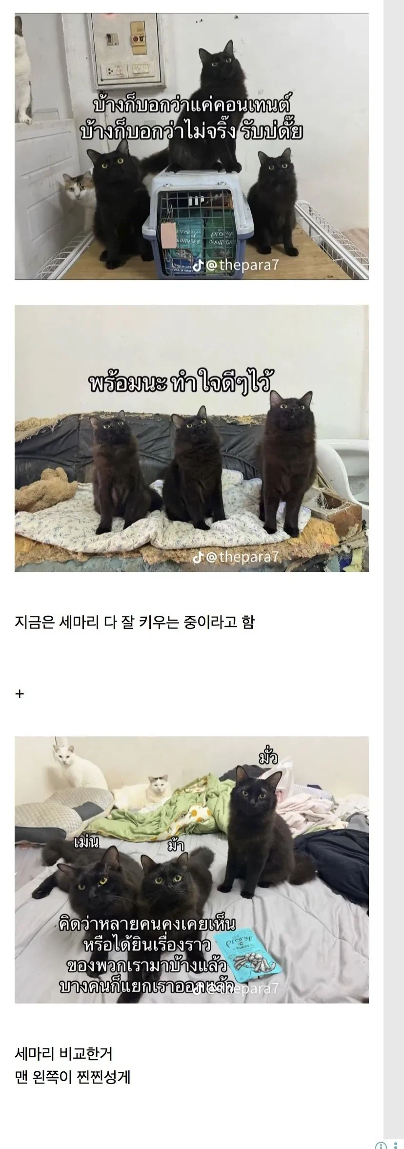 고양이 잃어버린 태국인의 최후_3.webp