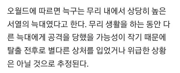 의외로 무리에서 높은 서열이었다는 대전 오월드 탈출 늑대_1.webp