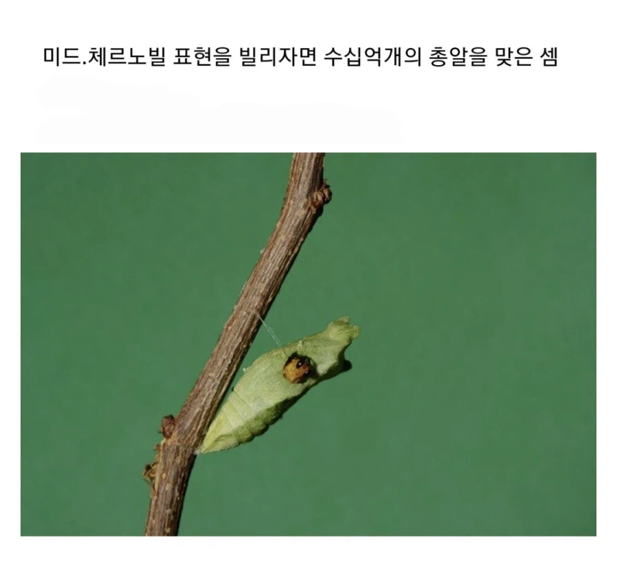 인류 역사상 제일 많이 방사선에 피폭된 사람.jpg_7.webp