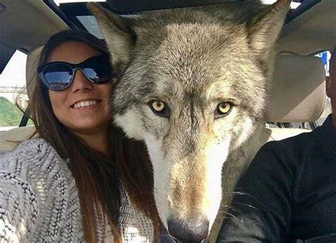 늑대 실제 크기를 체감해보자_5.webp