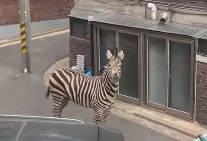 ?? 늑구야.. 너만은 제발 인간들에게 잡히지마 jpg_2.webp