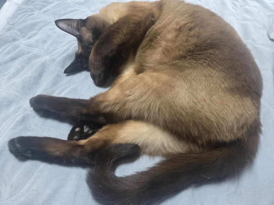 고양이 병장님 근무 나가셔야 합니다~~_1.webp