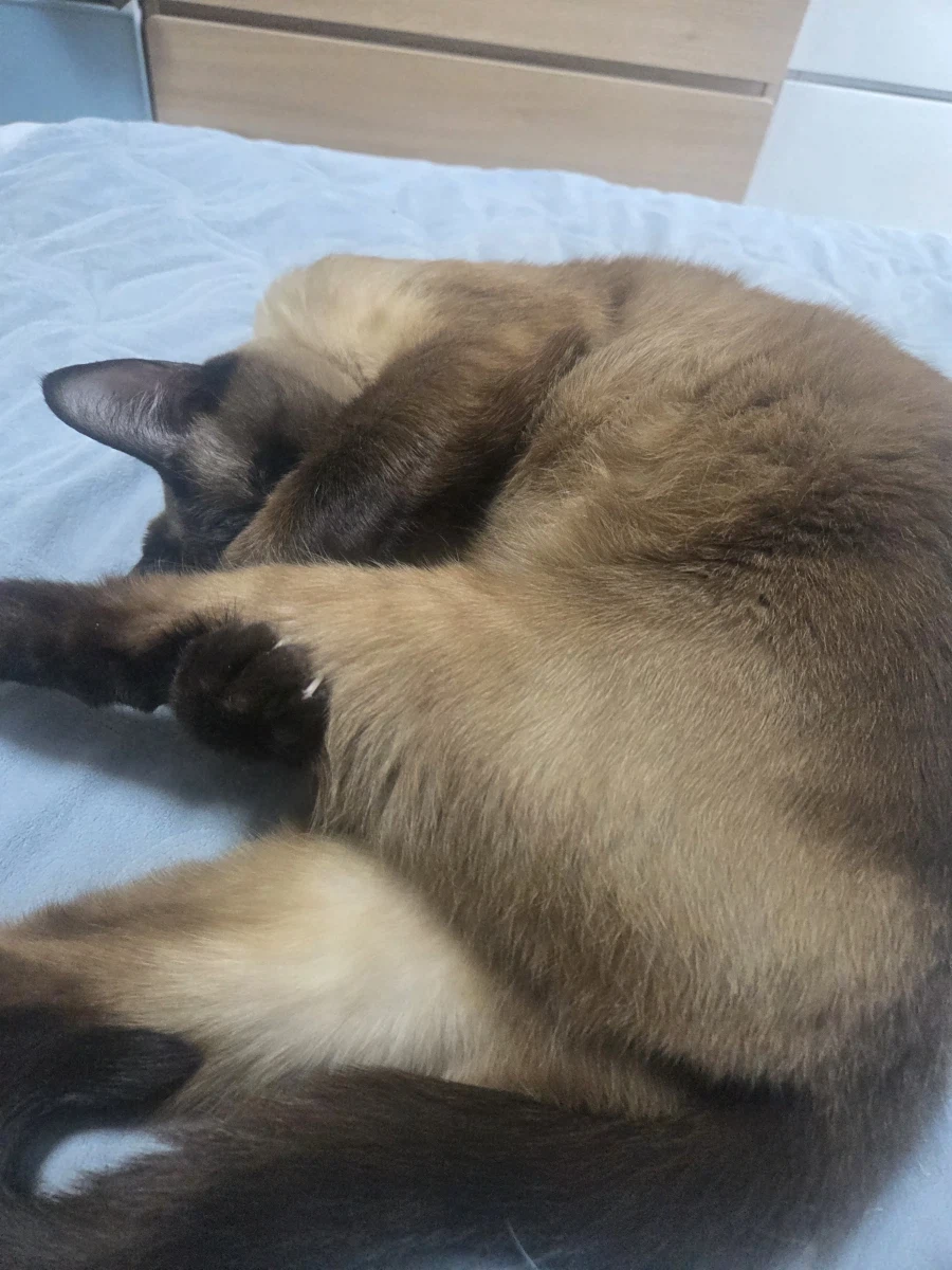 고양이 병장님 근무 나가셔야 합니다~~_2.webp