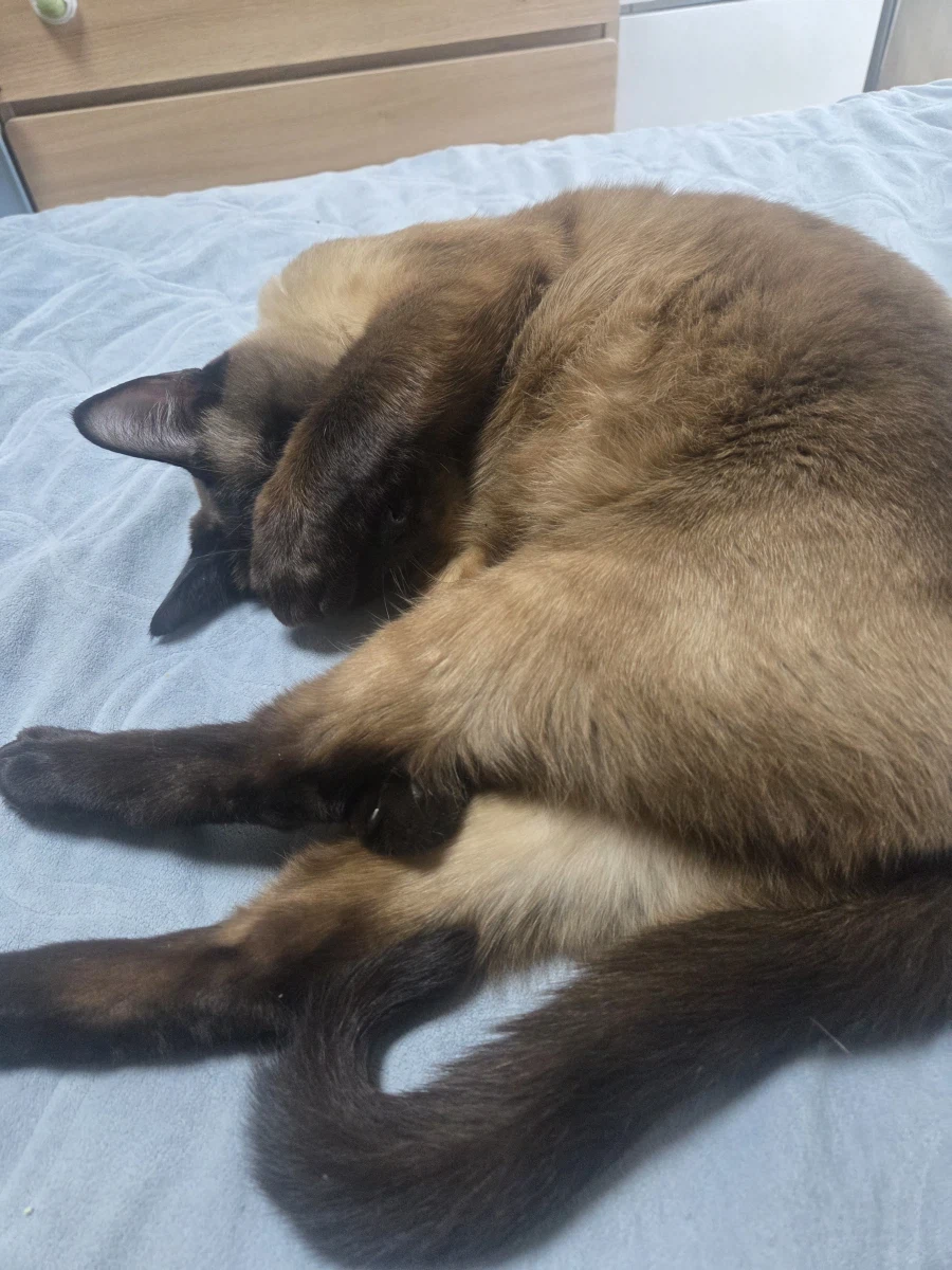 고양이 병장님 근무 나가셔야 합니다~~_3.webp