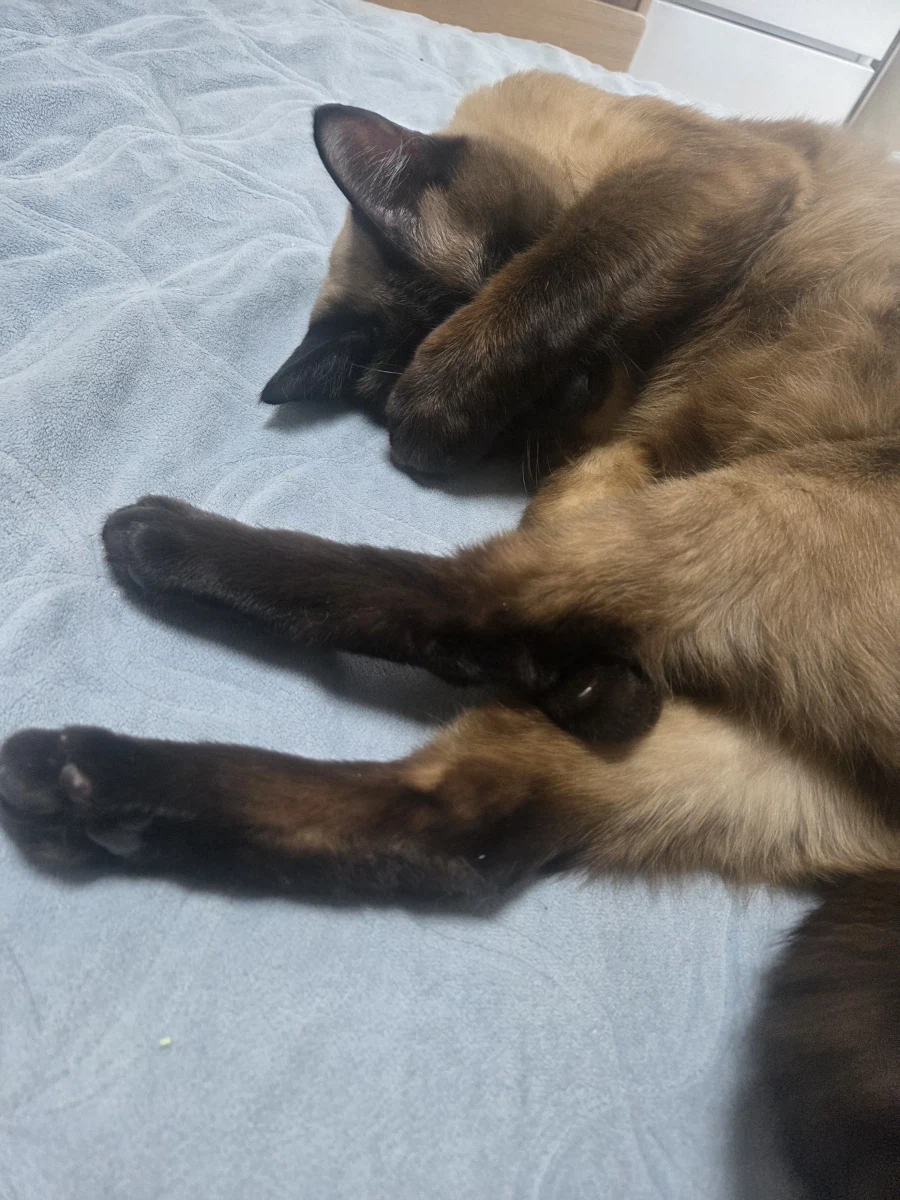 고양이 병장님 근무 나가셔야 합니다~~_4.webp