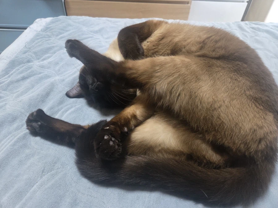 고양이 병장님 근무 나가셔야 합니다~~_6.webp