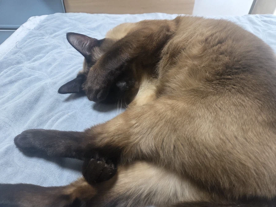 고양이 병장님 근무 나가셔야 합니다~~_5.webp