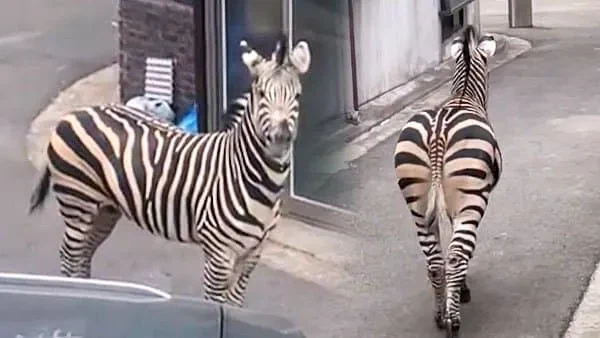 ???: 늑구야 절대 잡히면 안된다..._1.webp