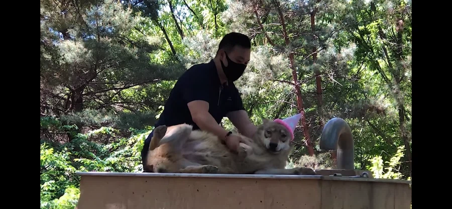 늑구를 기다리는 늑대 친구들_3.webp