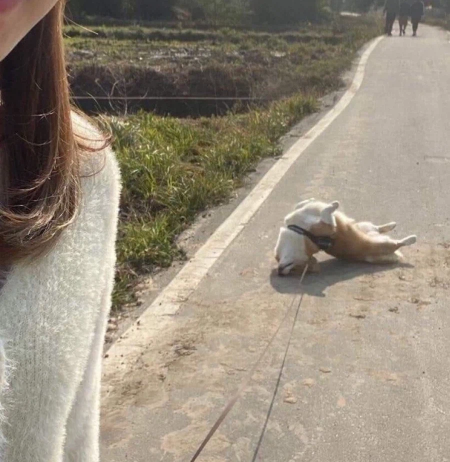 시바견 : 집가기 싫어!!!!! 산책더할래!!!!!_1.webp