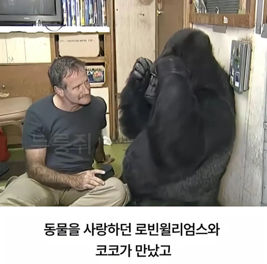 수화를 배운 고릴라 ㄷㄷㄷ;;_2.webp