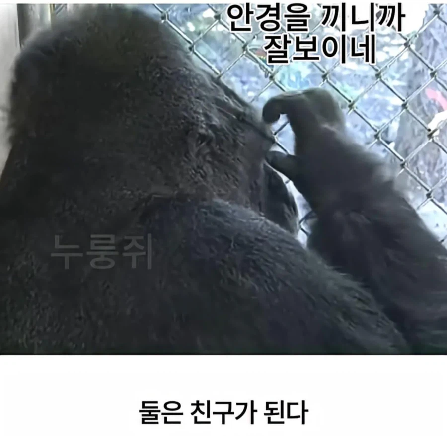 수화를 배운 고릴라 ㄷㄷㄷ;;_4.webp