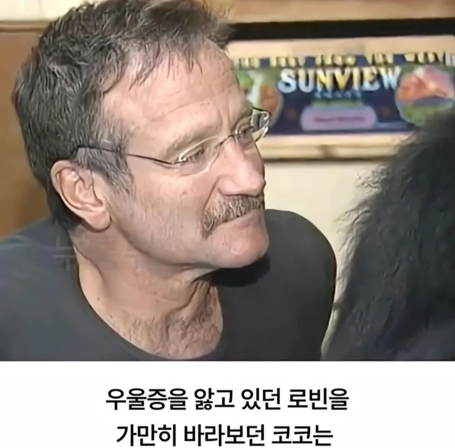 수화를 배운 고릴라 ㄷㄷㄷ;;_5.webp